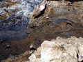 Mineria del Cobre en Orihuela. Alicante