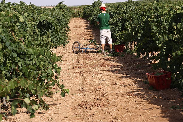 Vendimia uva blanca